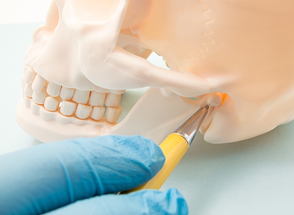 Jaw and skullbone model